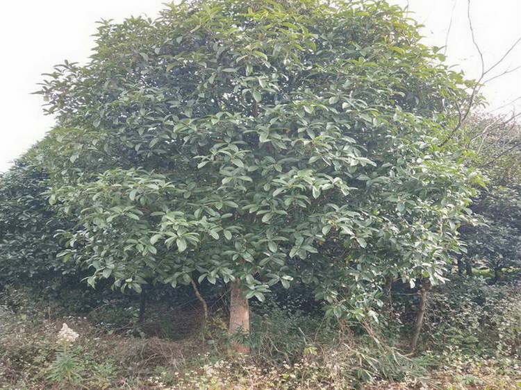 安陆桂花树